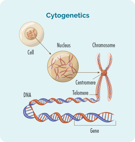 Cytogenetics are important in treating CLL and SLL