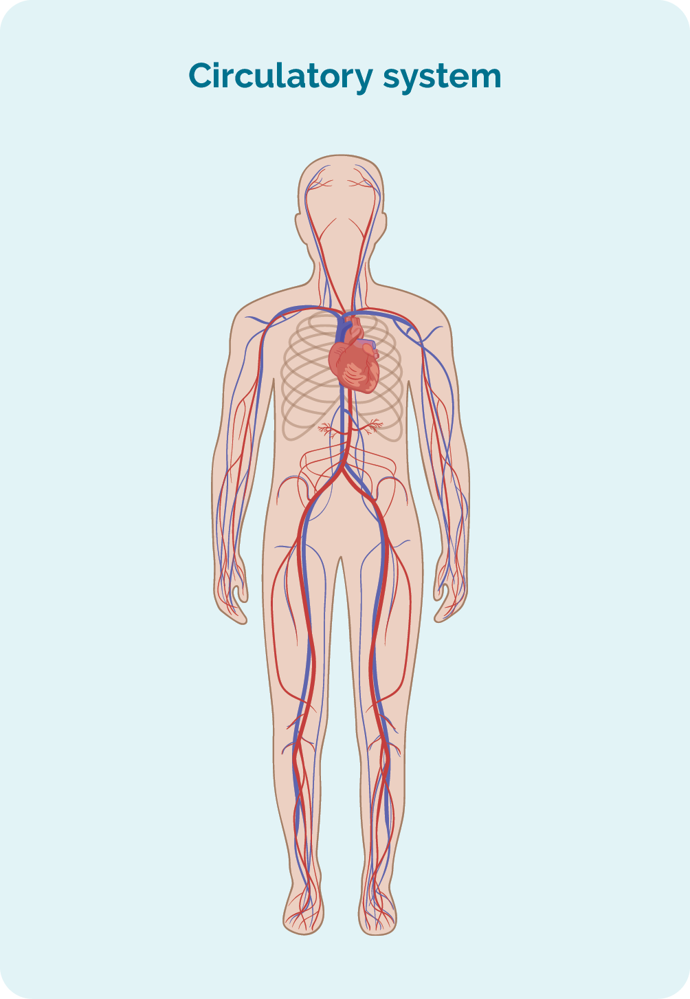 I-CLL iqala ku-Circulatory noma ohlelweni lwakho. Isimiso sakho sokujikeleza kwegazi sihlanganisa igazi lakho nomnkantsha wamathambo.