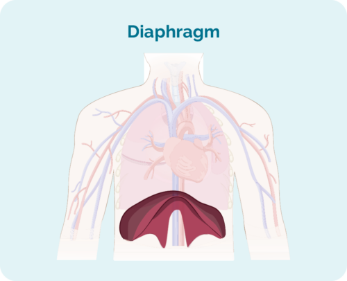 I-Diaphragm