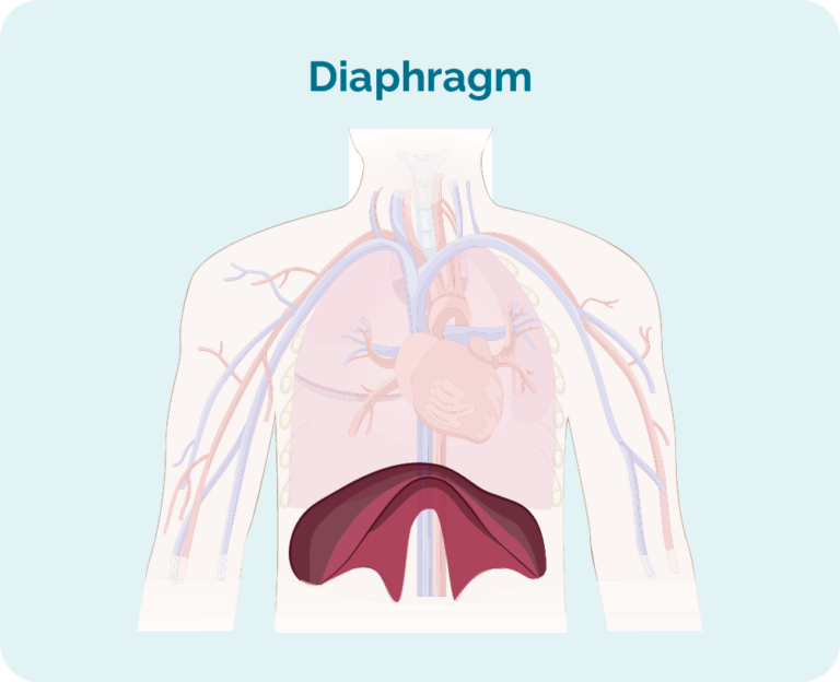 Ko to diaphragm he uaua ahua dome e wehe ana i to uma i to kohanga puku. Ka awhina ano i a koe ki te manawa ma te neke o ou ngutu ki runga me raro.