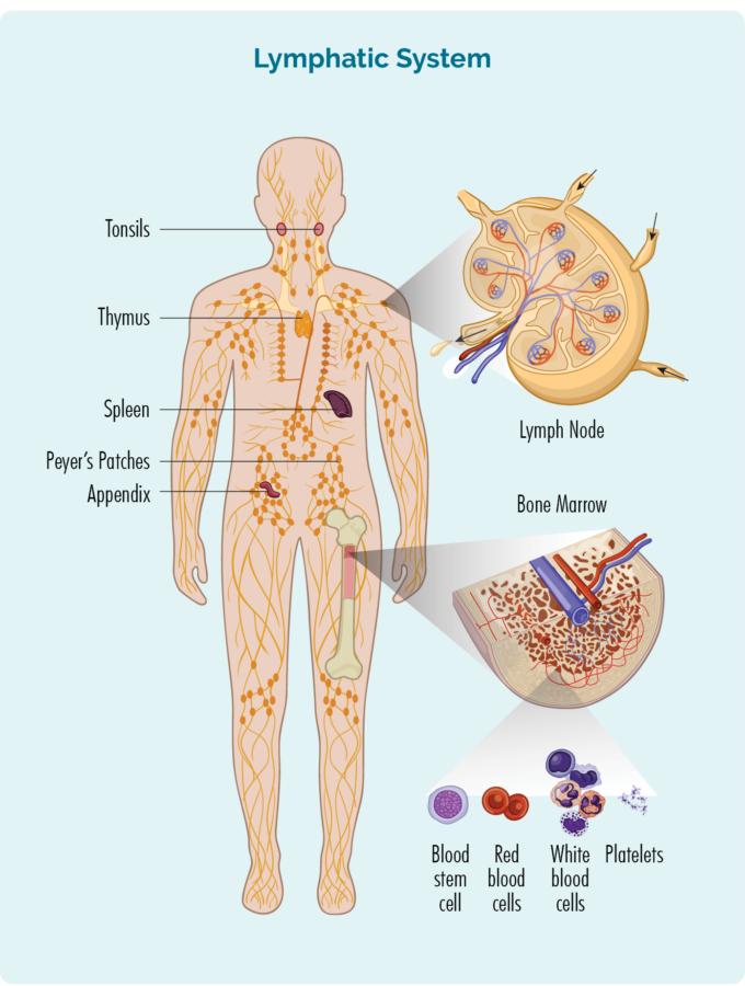 Bone marrow biopsy takes a sample from you bone marrow bone marrow biopsy is used to take a sample of bone marrow
