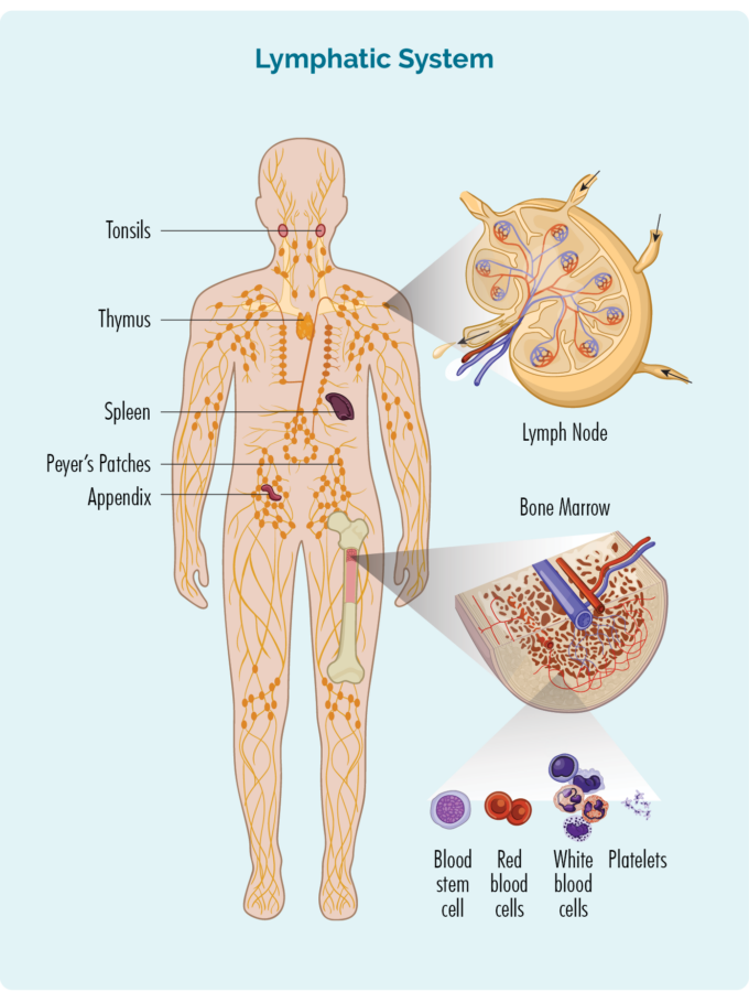 hezur-muinaren biopsia hezur-muinaren lagin bat hartzeko erabiltzen da