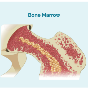 Image showing red and white blood cells in the marrow of a bone.