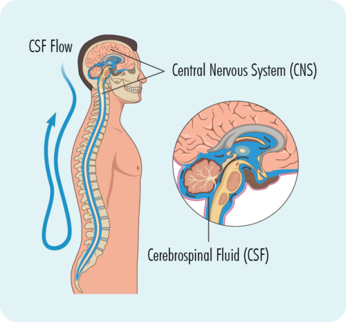 Isimiso sezinzwa esimaphakathi sihlanganisa ubuchopho bakho nomgogodla. Lezi zizungezwe uketshezi olubizwa ngokuthi i-cerebral spinal fluid