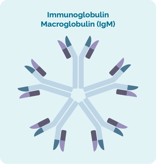 Das Immunglobulin Makroglobulin