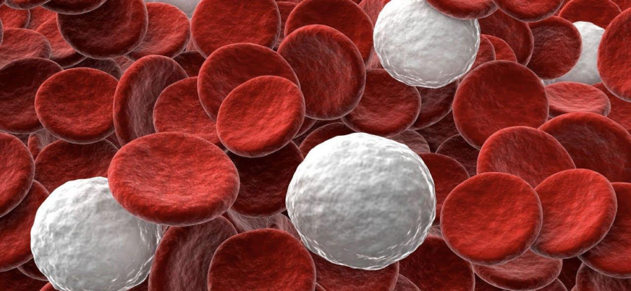 Image of a 4 round white blood cells in amongst many disc shaped red blood cells.