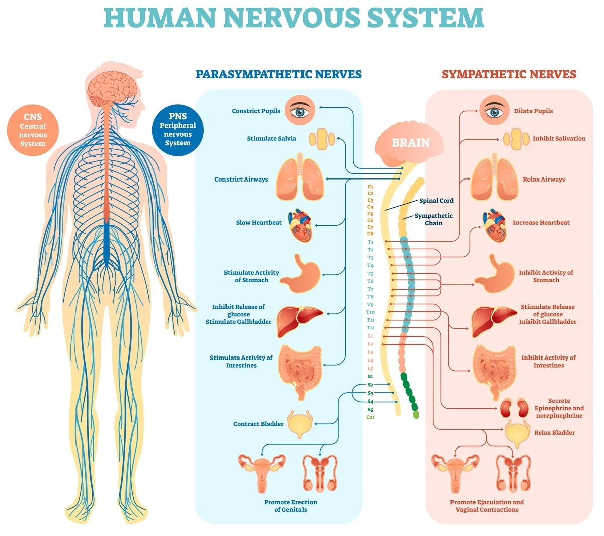 Imagen del sistema nervioso humano que muestra el sistema nervioso central, el sistema nervioso periférico y el papel del sistema nervioso parasimpático y simpático.