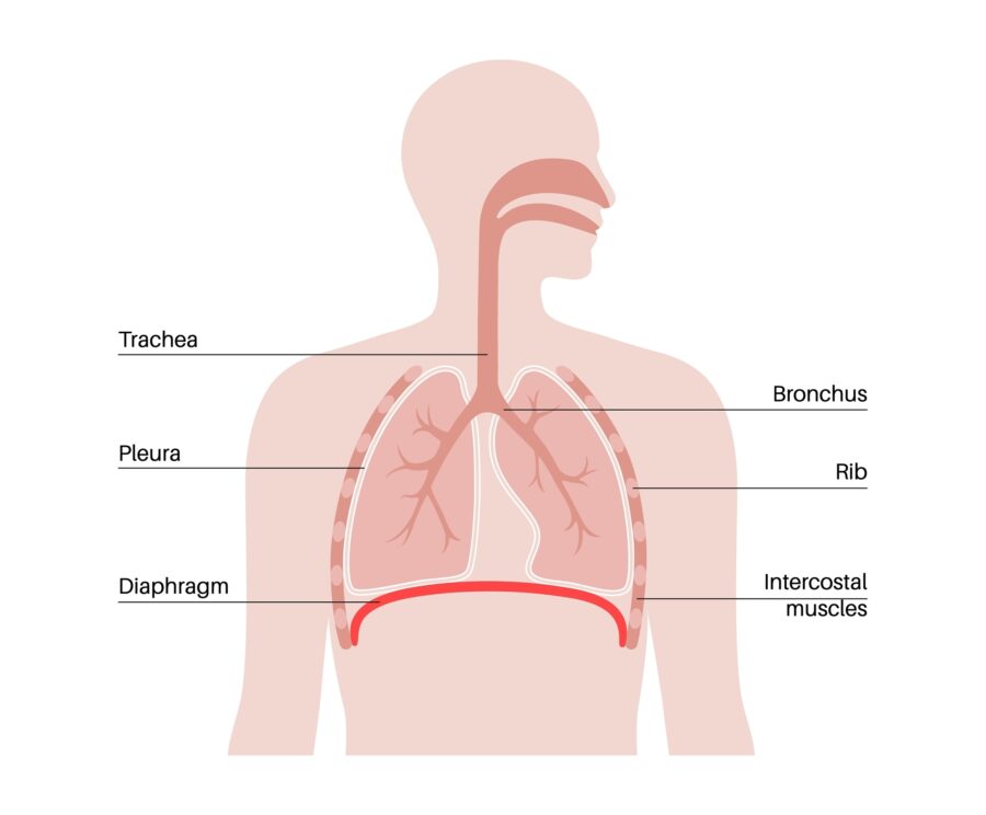 Imagine a sistemului respirator cu căile respiratorii mergând de la nas și gură în jos în gât și în plămâni în piept, în spatele coastelor. Un mușchi în formă de cupolă numit diafragmă este văzut sub plămâni.