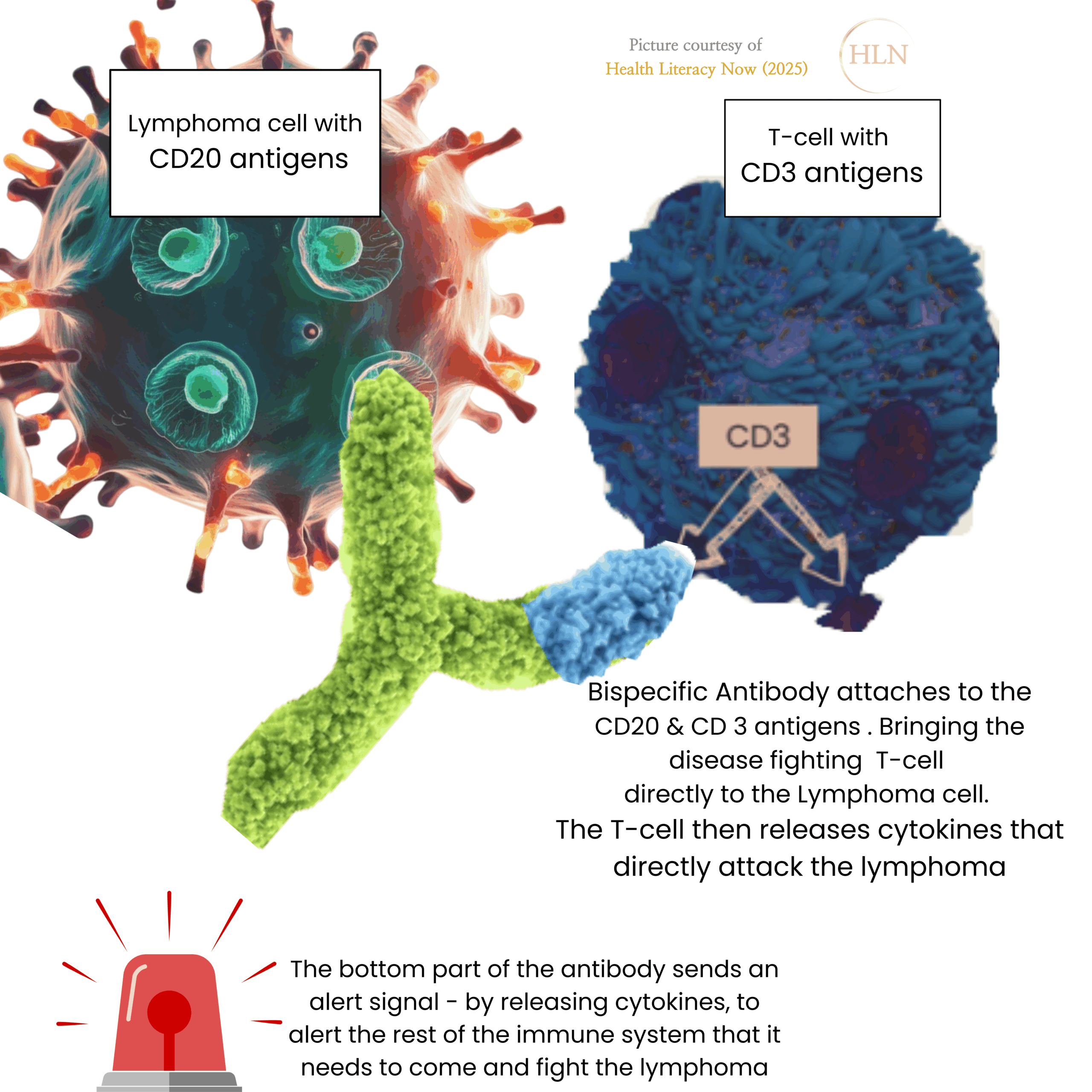 リンパ腫オーストラリア エプコリタマブ - DLBCL の新しい治療 -