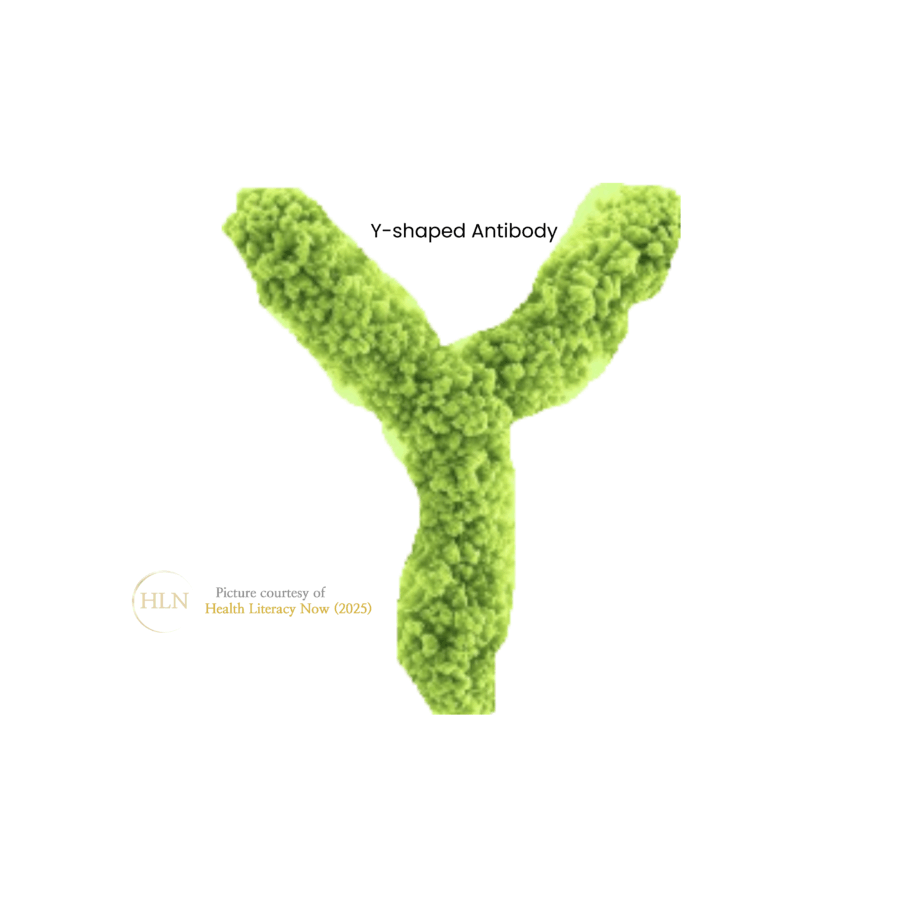 Image of a Y shaped antibody