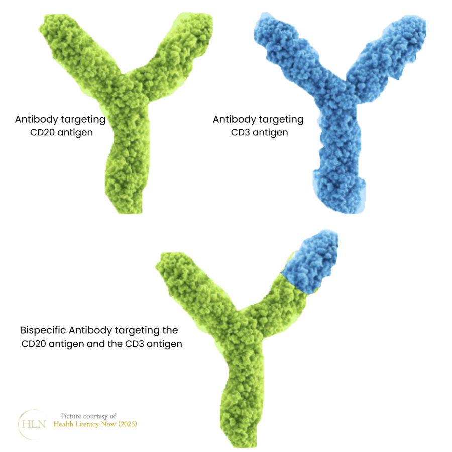Image of one green and blue Y shaped antibody nest to each other on the top line. Underneath and to the centre is an image of bispecific antibody that also Y shaped and mostly green. The right side arm of the antibody is slightly longer as it has a section of the blue antibody attached to it.
